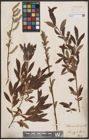 Foto von Salix aurita L. x Salix viminalis L.